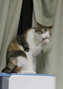 ぺろぺろ ぺろぺろ