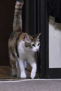 dpp_0010 dpp_0010