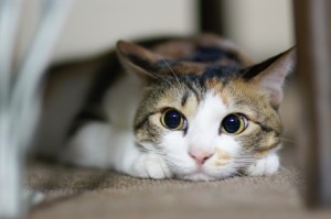 SONY DSC
